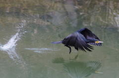 SPLASH!!