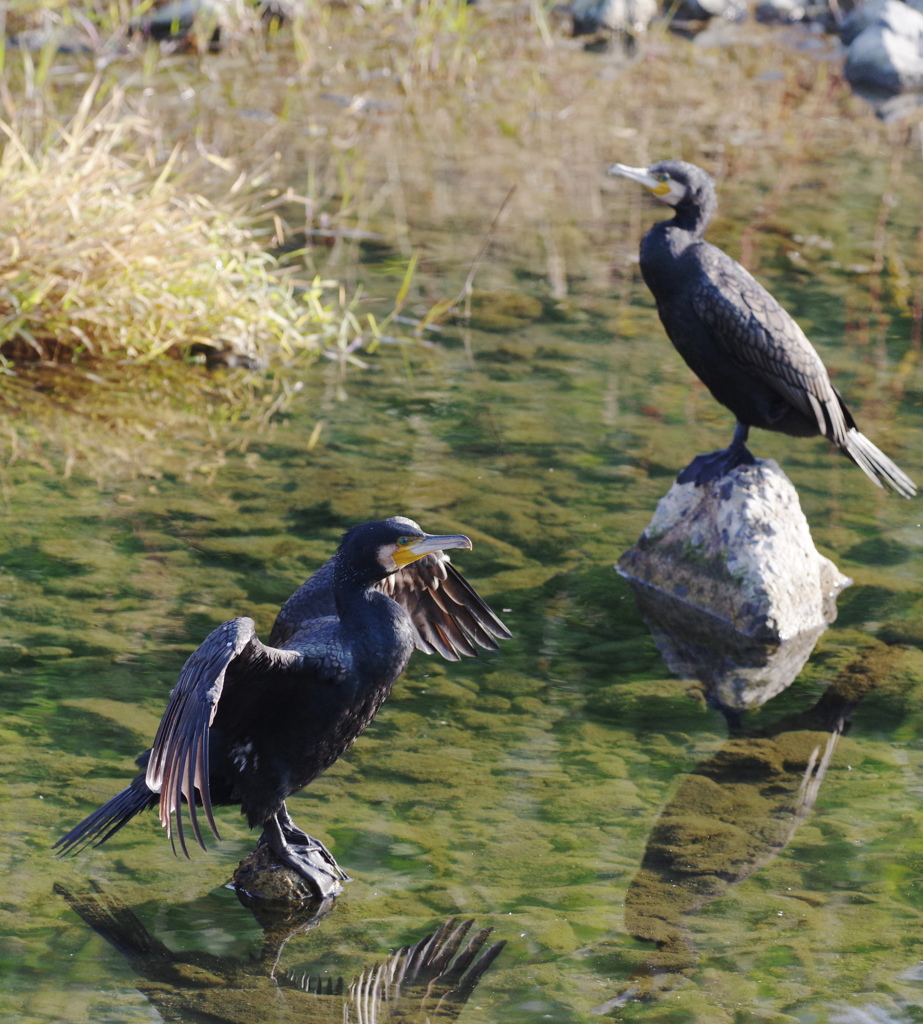 カワウパフォーマンス