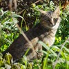 逆光猫３