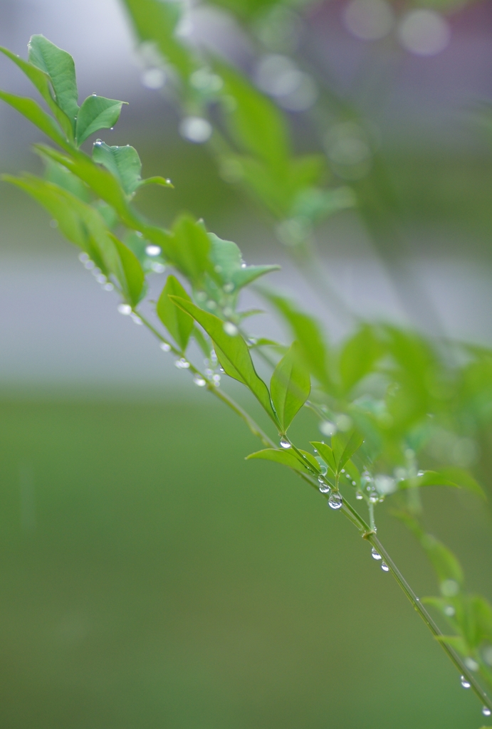 梅雨模様