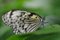 温室の蝶５