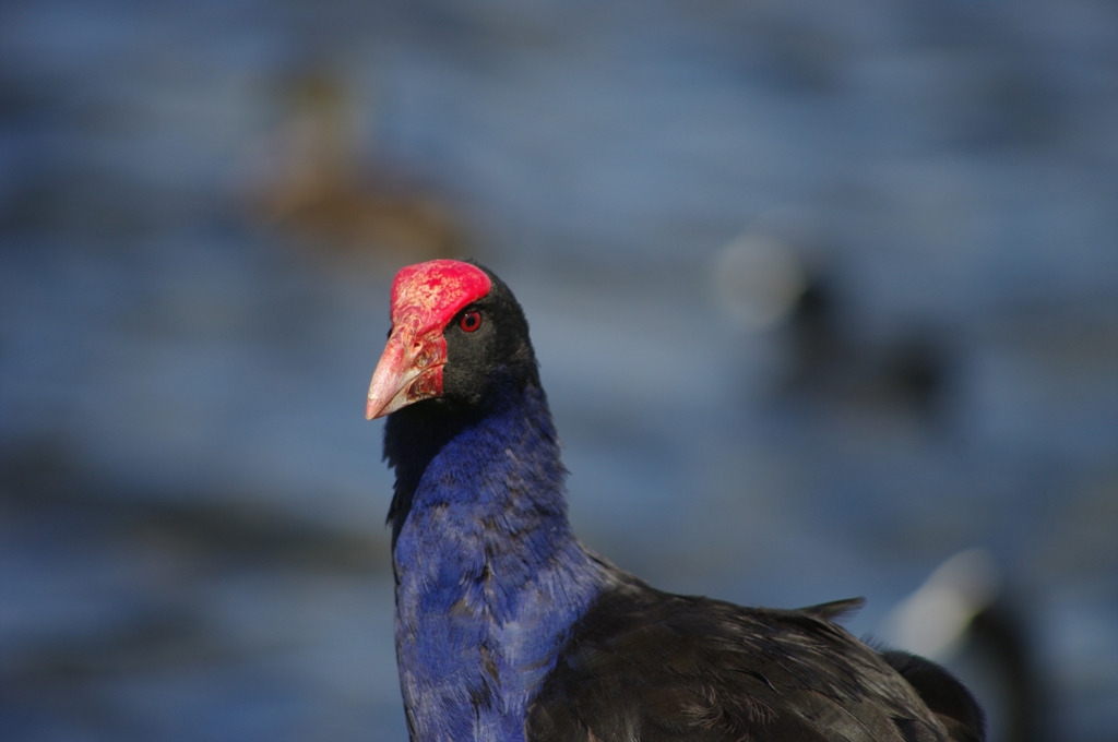 PUKEKO３