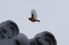 ジョウビタキfly