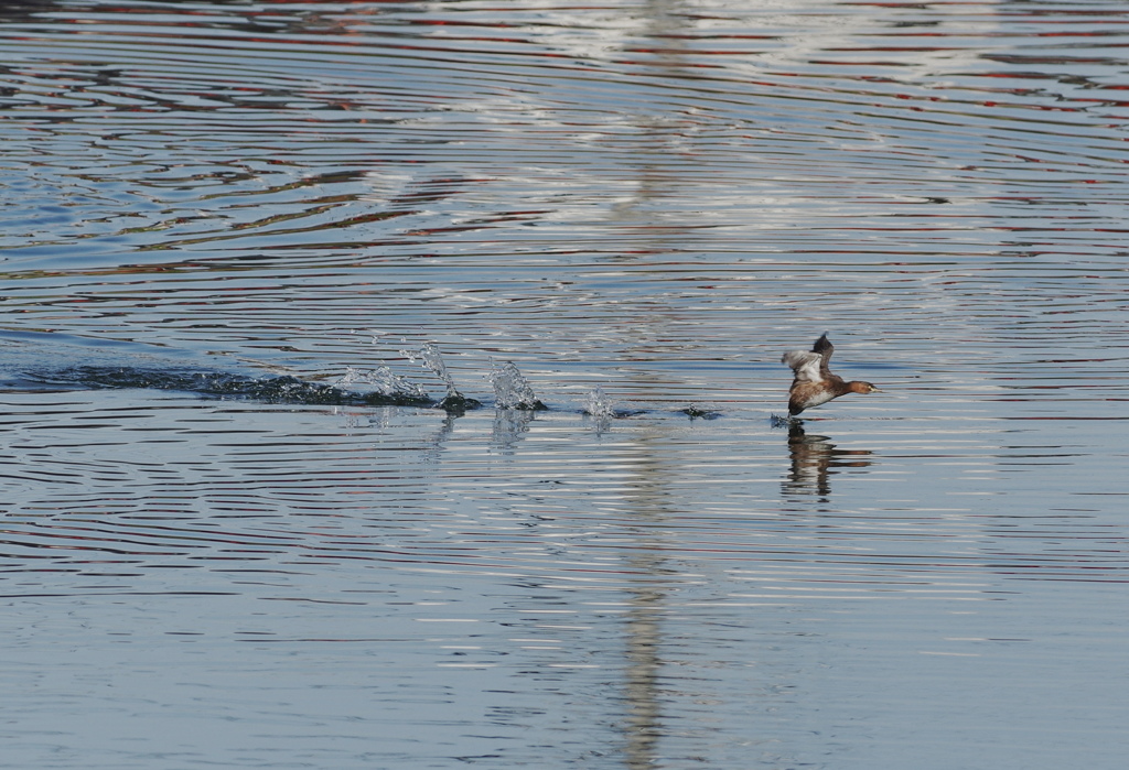 川面のカイツブリ３