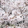 満開
