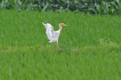 田んぼのアマサギ３