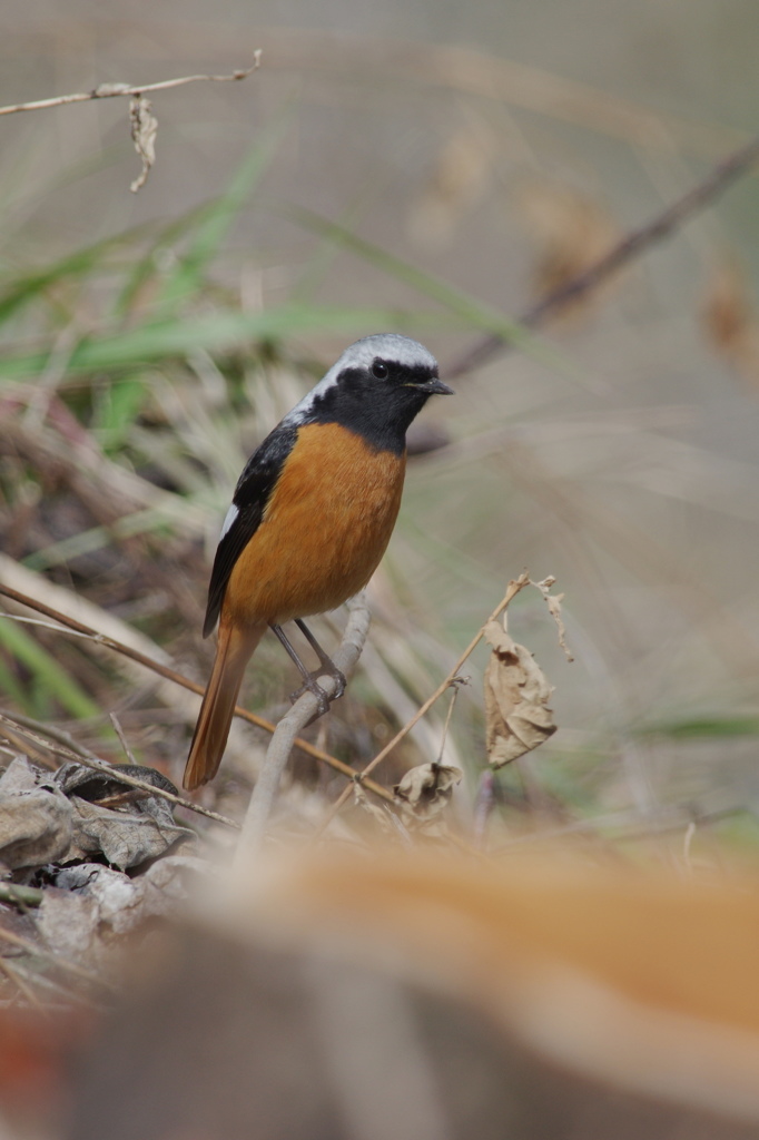 ジョウビタキ２