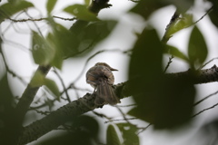 木陰