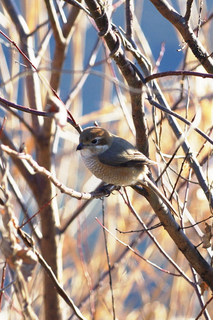 百舌鳥(メス）