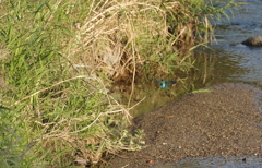 Blue Wing