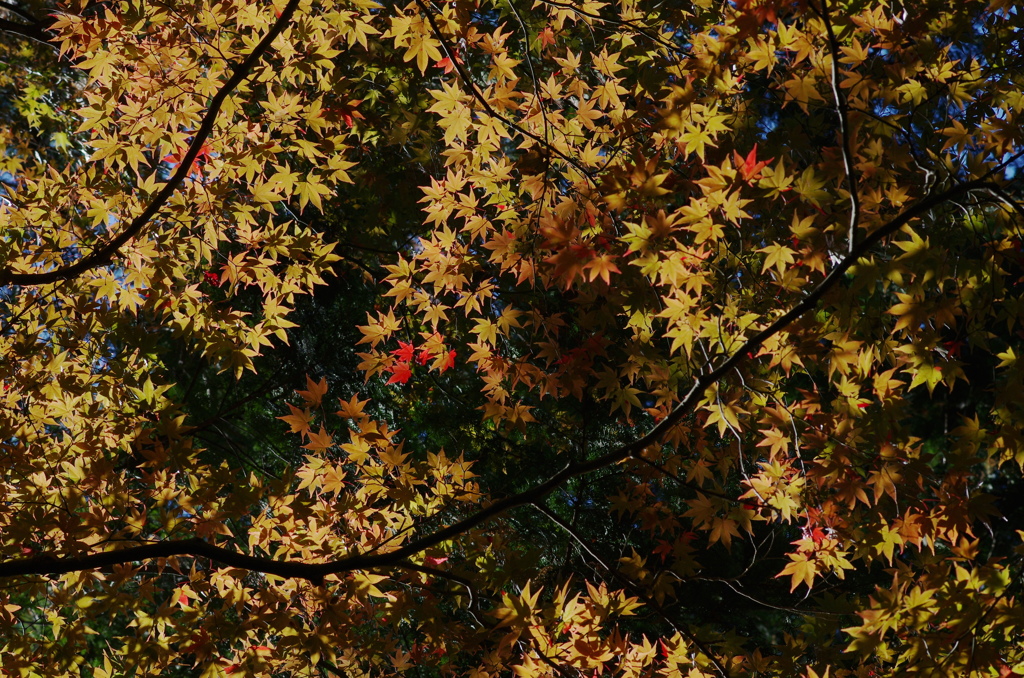 紅葉