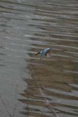 kingfisher6