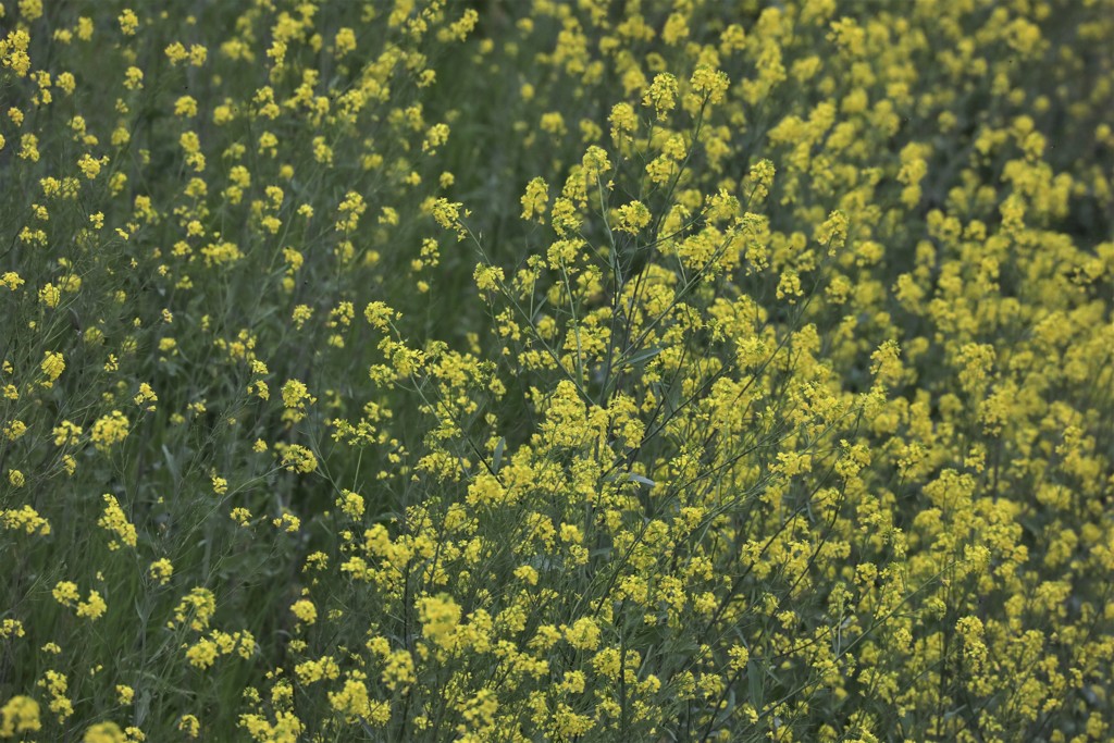 菜の花