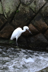 餌取り２