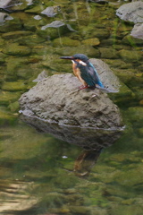 カワセミ６