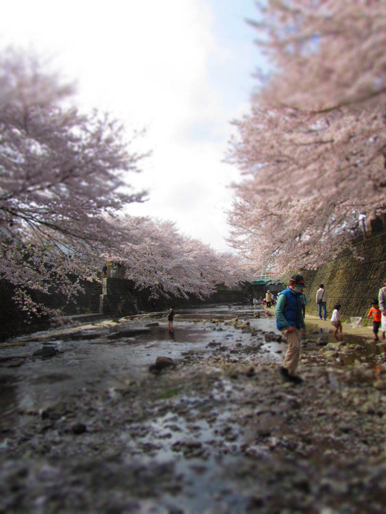 ジオラマ風 DE 桜