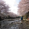 ジオラマ風 DE 桜