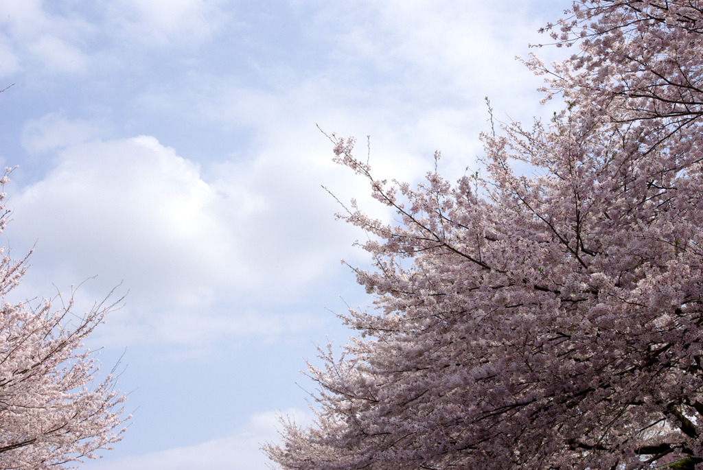 桜空