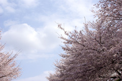 桜空