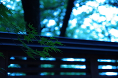 涼しげなもみじ