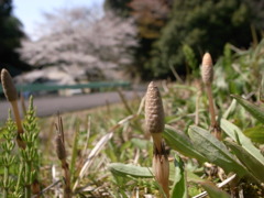 つくし
