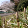 つくし