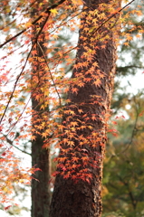 紅葉