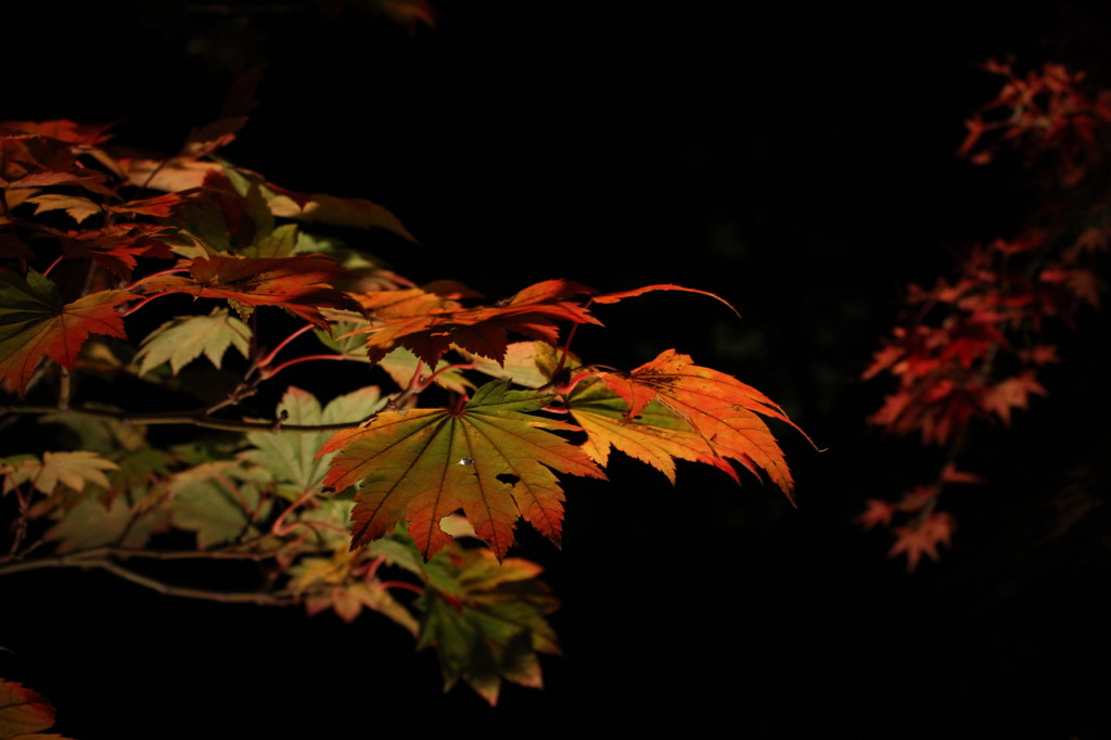紅葉
