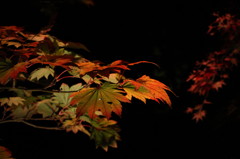 紅葉