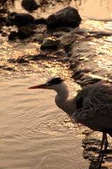 夕焼けなんて鳥かな？