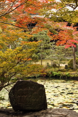 紅葉2