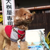 わんこ