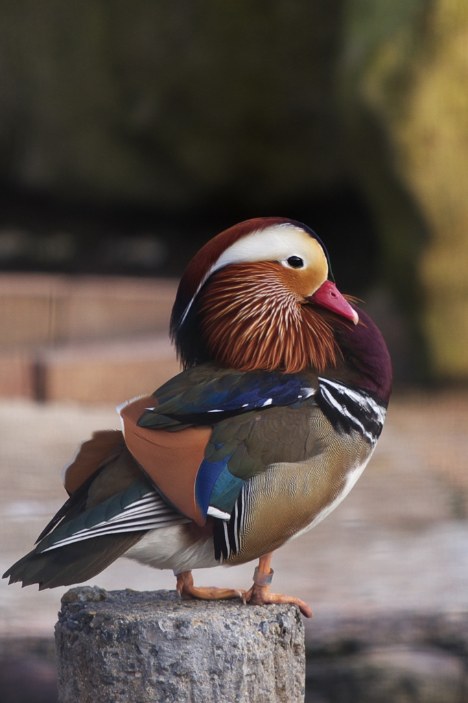 オシドリ？？