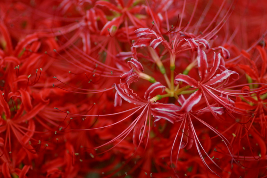 紅白