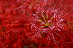 紅白