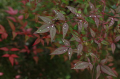 雨上がり