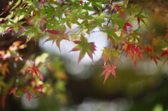 晩秋