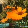 秋桜