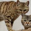ネコとネコ。