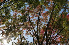 公園