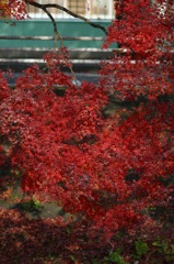 晩秋
