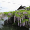 清流亭の藤