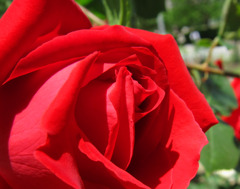 薔薇