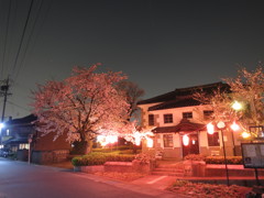 夜桜