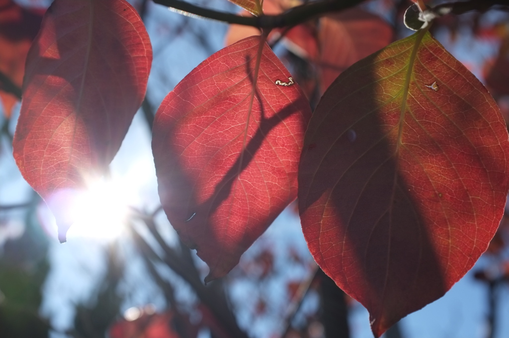 紅葉