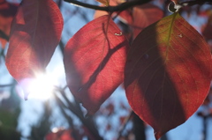紅葉