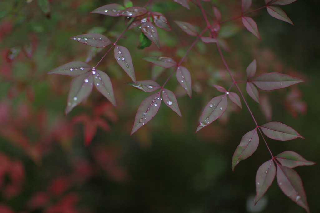 雨上がり ２