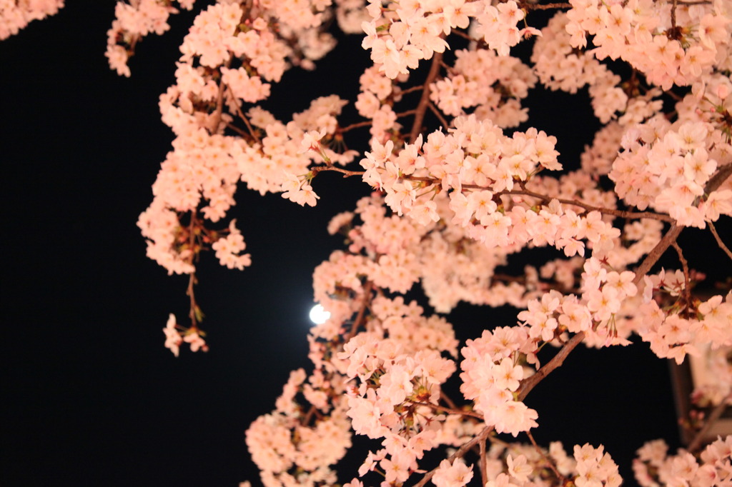 '09 春の犬山祭