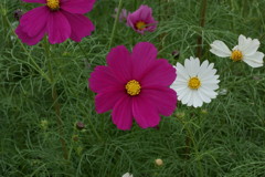 コスモス６