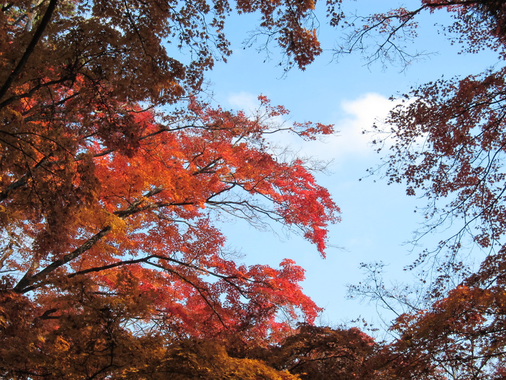 秋空と紅葉